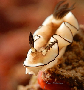 White Nudibranch with edging. by Suzan Meldonian 